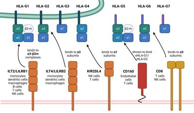 Role of HLA-G in Viral Infections